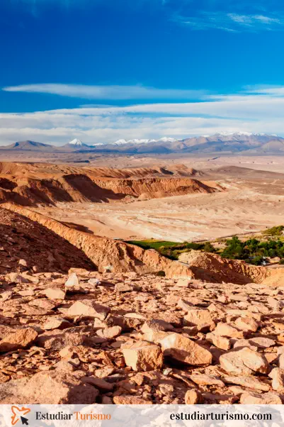 Curiosidades del desierto